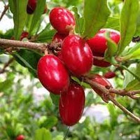 Miracle Fruit Seeds - Sweeten Sour Foods Naturally with Miracle Berries NON GMO Seeds