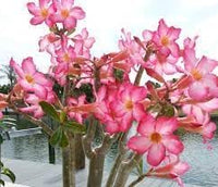 Heirloom Succulent Caudex Seeds – Non‑GMO Ornamental Seeds - Succulent for planting in home garden