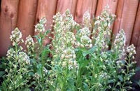 Heirloom Non-GMO Mignonette Flower Seeds for Planting – Fragrant Blooms for Pollinator-Friendly Gardens