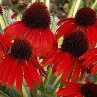 Heirloom Non-GMO Red Coneflower Seeds – Vibrant Pollinator Blooms for Garden Planting