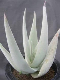 Aloe Plant Seeds for Planting - 100 pcs