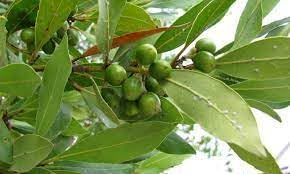 Bay Laurel Fruit Seeds for Growing Aromatic and Flavorful Laurel Trees 100 pcs