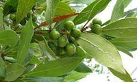 Bay Laurel Fruit Seeds for Growing Aromatic and Flavorful Laurel Trees 100 pcs