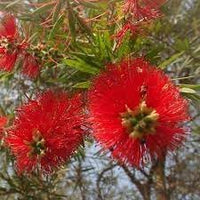Heirloom Non-GMO Callistemon Flower Seeds for Vibrant Red Bottlebrush Garden Planting