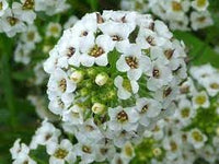 Heirloom Lobularia Flower Seeds, Non-GMO, Fragrant Blooms for Garden Edging