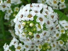 Heirloom Lobularia Flower Seeds, Non-GMO, Fragrant Blooms for Garden Edging