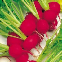 Radish Scarlet Globe Organic Vegetable Seeds