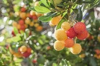 Yellow red bayberry Myrica rubra seeds for fruit garden