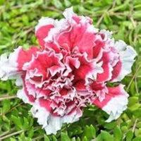 Petunia Double Petal Perennial Flower Seeds