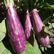 Fairy Tale Eggplant Vegetable Seeds for Planting - 100 pcs