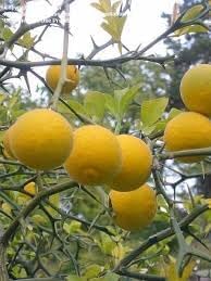 Hardy Bitter Orange Fruit Seeds for Planting - Grow Your Own Tangy and Resilient Fruit Tree