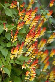 Heirloom Mina Lobata Plant Seeds for Garden Planting, Non-GMO, Exotic Climbing Blooms for Trellises