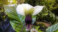Tacca Nivea Bat Flower Seeds – Heirloom Non-GMO Seeds for Rare and Exotic Garden Planting