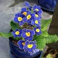 Heirloom Non-GMO Primrose Flower Seeds for Planting – Early Blooming Perennials for Colorful Gardens