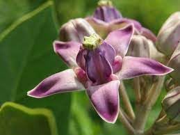 Organic Calotropis Flower Seeds for Planting – Heirloom, Non-GMO