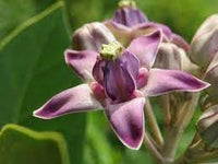 Organic Calotropis Flower Seeds for Planting – Heirloom, Non-GMO