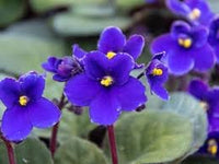 Saintpaulia Seeds for Planting – Organic, Heirloom, Non-GMO Flower Seeds