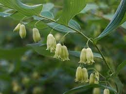 Heirloom Non-GMO Polygonatum Flower Seeds – Shade-Loving Arching Blooms for Garden Planting