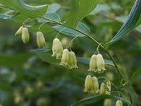 Heirloom Non-GMO Polygonatum Flower Seeds – Shade-Loving Arching Blooms for Garden Planting