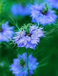 Heirloom Non-GMO Indigo Flower Seeds for Planting – Vibrant Blue Blooms for Ornamental and Medicinal Gardens - Non-GMO for planting in home garden