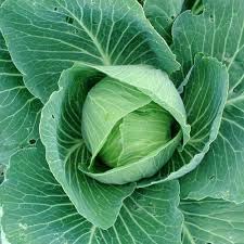 Cabbage Brassica oleracea seeds for garden planting