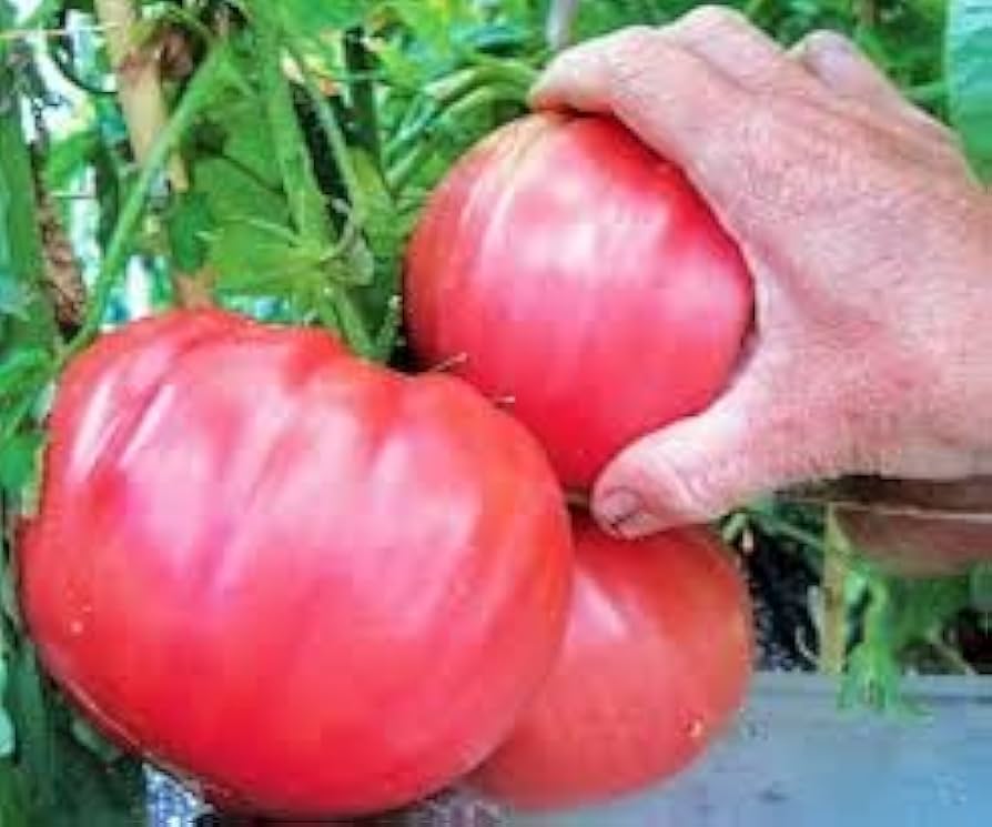 Brandywine Pink tomato seeds – heirloom variety with smooth, rich flavor