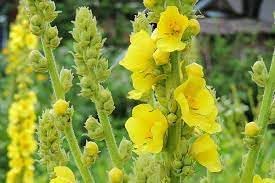 Verbascum Flower Seeds Heirloom Non GMO Planting - 100 for planting in home garden