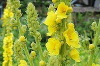 Verbascum Flower Seeds Heirloom Non GMO Planting - 100