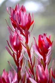 Leucadendron Salignum Conebush Seeds – Heirloom Non-GMO Flower Seeds for Ornamental Garden Planting