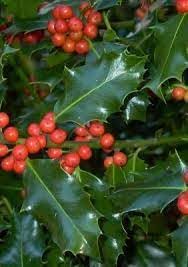 English holly Ilex aquifolium seeds for bonsai and garden borders