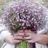 Gypsophila Flores Violet White Seeds – Organic, Heirloom, Non-GMO for Planting