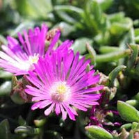 Organic Delosperma Cooperi Flower Seeds for Planting – Heirloom, Non-GMO