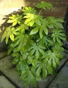 Green Fatsia Aralia Plant Seeds for Planting heirloom & Non-GMO Seeds