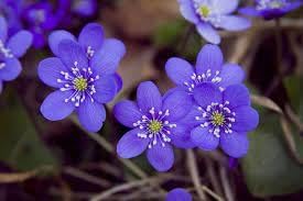 Organic Heirloom Non-GMO Hepatica Nobilis Seeds for Planting – Woodland Blooms