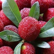Bayberry Fruit Seeds for Planting - Cultivating Aromatic & Berry-Like Fruits, Heirloom Seeds