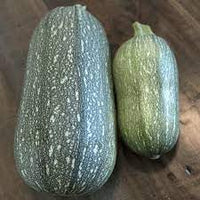 Grey Zucchini Squash Vegetable Seeds for Planting - heirloom & Non-GMO Garden Seeds