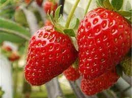 Strawberry Seeds for Planting - Organic, Heirloom, Non-GMO seeds for Home Garden