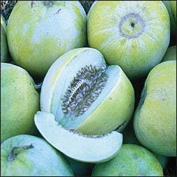 Cantaloupe Fruit Seeds for Planting Blue 100 pcs
