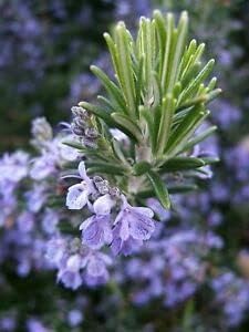 Heirloom Non-GMO Lavender Rosemary Herb Seeds for Planting – Fragrant Culinary & Medicinal Herb