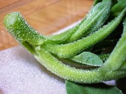 Crystal Iceplant Seeds for Planting - Heirloom and Non-GMO garden seeds, Flavor, Fresh and Crisp