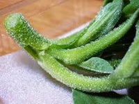 Crystal Iceplant Seeds for Planting - Heirloom and Non-GMO garden seeds, Flavor, Fresh and Crisp