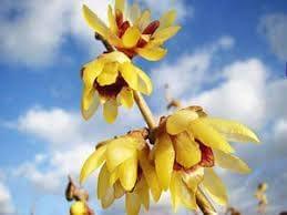 Chimonanthus Wintersweet Flower Seeds – Heirloom, Non-GMO Flower Seeds for Planting