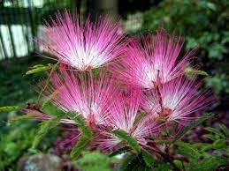 Heirloom Calliandra Flower Seeds, Non-GMO Powder Puff Blooms for Hummingbird-Friendly Garden Planting