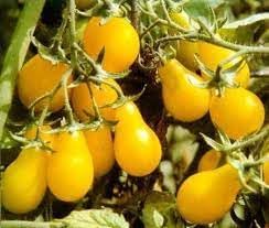 Pear Tomato Vegetable Seeds for Planting - 100 pcs