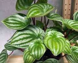 Watermelon Peperomia Plant Seeds for Planting - Unique and Decorative Watermelon Look