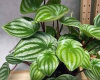 Watermelon Peperomia Plant Seeds for Planting - Unique and Decorative Watermelon Look