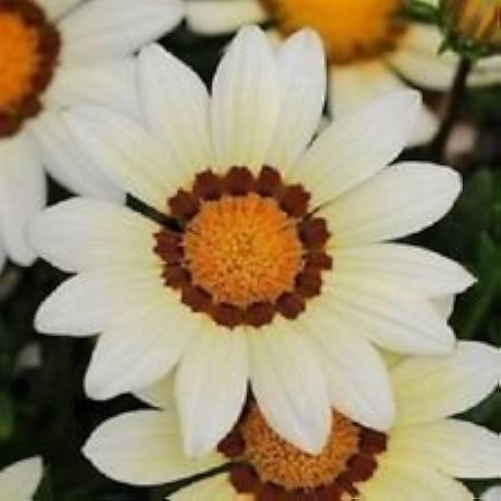 Gazania Daybreak White seeds – drought-tolerant white flowering annual