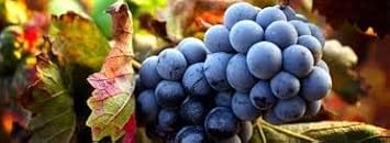 Winterberry Holly Seeds - Decorative Red Berries for Your Garden 100 pcs