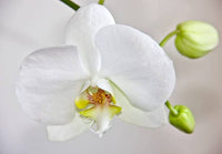 Butterfly Orchid Flower Seeds for Planting, 100
