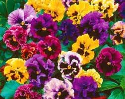 Heirloom Double Pansy Rococo Flower Seeds for Planting, Non-GMO - Double for planting in home garden